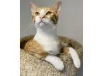 Adopt Allegra a Orange or Red (Mostly) Domestic Shorthair / Mixed (short coat)