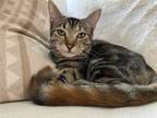 Adopt Breeze a Brown Tabby Domestic Shorthair (short coat) cat in Bethel