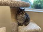 Adopt Gracie a Brown Tabby Domestic Shorthair / Mixed (short coat) cat in
