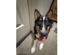Adopt Marvin a Tricolor (Tan/Brown & Black & White) Corgi / Collie / Mixed dog
