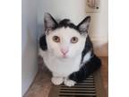 Adopt Dotty a Black & White or Tuxedo Domestic Shorthair (short coat) cat in St.