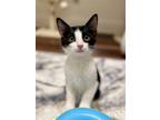 Adopt Herbie a Black & White or Tuxedo Domestic Shorthair / Mixed cat in Dallas