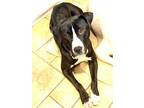 Adopt Victoria 1 year old 35 pds Joyful in kill shelter a Labrador Retriever /