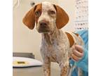 Adopt Girdner a Mixed Breed (Medium) / Mixed dog in Rancho Santa Fe