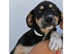 Adopt Maui a Mixed Breed (Medium) / Mixed dog in Rancho Santa Fe, CA (38914051)