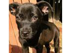 Adopt Lily a Mixed Breed (Medium) / Mixed dog in Rancho Santa Fe, CA (38924883)