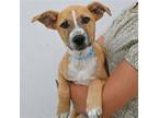 Adopt Lava a Mixed Breed (Medium) / Mixed dog in Rancho Santa Fe, CA (38933233)