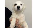 Adopt Morgan a Mixed Breed (Medium) / Mixed dog in Rancho Santa Fe