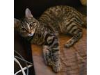 Adopt Pennies a Brown Tabby Domestic Shorthair / Mixed (short coat) cat in