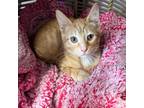 Adopt Oliver a Orange or Red Domestic Shorthair / Mixed cat in Rayville