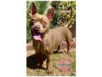 Adopt COH Zeppelin a Tan/Yellow/Fawn Pit Bull Terrier / Mixed dog in Inglewood