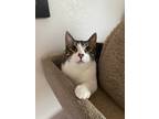Adopt Valentino a Gray, Blue or Silver Tabby Domestic Shorthair (short coat) cat