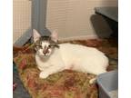 Adopt Tia a White (Mostly) Domestic Shorthair (short coat) cat in New York