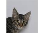 Adopt Bane a Brown Tabby Domestic Shorthair (short coat) cat in Jefferson City