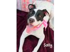Adopt Sally a American Pit Bull Terrier / Mixed dog in Gautier, MS (39014760)
