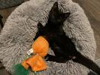 Adopt Justice a All Black Domestic Shorthair (short coat) cat in mishawaka
