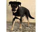 Adopt Redford a Black - with Brown, Red, Golden, Orange or Chestnut Rottweiler /