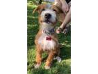 Adopt *Petunia - pending a Red/Golden/Orange/Chestnut - with White Terrier