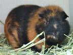 Adopt SURGEI a Guinea Pig (medium coat) small animal in Denver, CO (38919051)