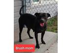 Adopt Brush mom a Black American Pit Bull Terrier dog in Ft Lupton