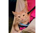 Adopt Sullivan a Orange or Red Tabby cat in New Baltimore, MI (39018047)