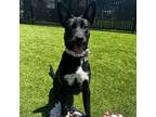 Adopt Luna a Mixed Breed (Medium) / Mixed dog in Rancho Santa Fe, CA (39040510)