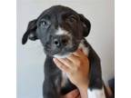 Adopt Pablo a Mixed Breed (Medium) / Mixed dog in Rancho Santa Fe, CA (39029128)