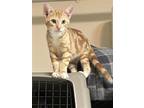 Adopt Conner a Orange or Red Domestic Shorthair / Mixed (short coat) cat in