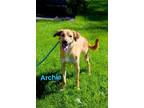 Adopt Archie a Labrador Retriever, Mixed Breed