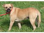 Adopt Oshi (Spayed) a Tan/Yellow/Fawn - with Black Pug / Mixed dog in Marietta