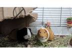 Adopt Gideon and Reed a Guinea Pig (short coat) small animal in Hinckley