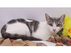 Adopt Brookie a Gray or Blue (Mostly) Domestic Shorthair / Mixed cat in