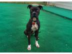 Adopt Fran a Black Boxer / Mixed dog in Marble Falls, TX (39002630)