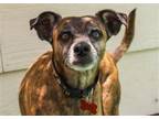 Adopt Tony a Brindle Rat Terrier / Mixed dog in Marble Falls, TX (39002620)