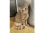 Adopt Saturino a Orange or Red Domestic Shorthair / Mixed (short coat) cat in