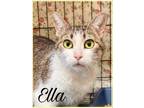 Adopt Ella, Willow Grove, PA (FCID# 06/08/2023 – 135) a Gray or Blue (Mostly)