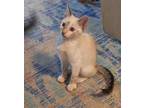 Adopt PAISLEY a Cream or Ivory (Mostly) Snowshoe / Mixed (medium coat) cat in