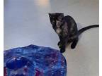 Adopt Purry a Tortoiseshell Domestic Shorthair / Mixed (short coat) cat in San