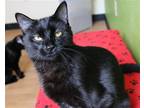 Adopt Havanna a All Black Domestic Shorthair / Mixed (short coat) cat in Fargo