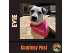 Adopt EVIE #2 a White - with Brown or Chocolate Pit Bull Terrier / Mixed dog in