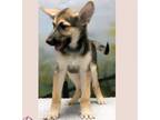 Adopt Duchess a Brown/Chocolate German Shepherd Dog / Mixed dog in Casa Grande