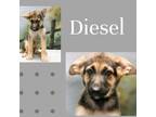 Adopt Diesel a Brown/Chocolate German Shepherd Dog / Mixed dog in Casa Grande