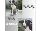 Adopt Bonnie a Black Border Collie / Labrador Retriever / Mixed dog in Casa
