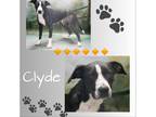 Adopt Clyde a Black Border Collie / Labrador Retriever / Mixed dog in Casa