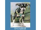 Adopt Snowball a Black Rat Terrier / Mixed dog in Casa Grande, AZ (38964232)