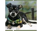 Adopt Hex a Black Rat Terrier / Mixed dog in Casa Grande, AZ (38964231)