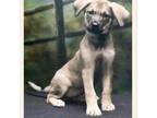 Adopt Zoe a Tan/Yellow/Fawn Shepherd (Unknown Type) / Husky / Mixed dog in Casa