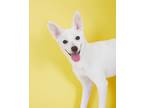Adopt Hoya a White Toy Fox Terrier / Jindo / Mixed dog in Bellevue