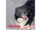 Adopt PEPPER a Mixed Breed (Medium) / Mixed dog in Moberly, MO (38965412)