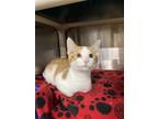 Adopt Alfonso a Orange or Red (Mostly) Domestic Shorthair / Mixed (short coat)
